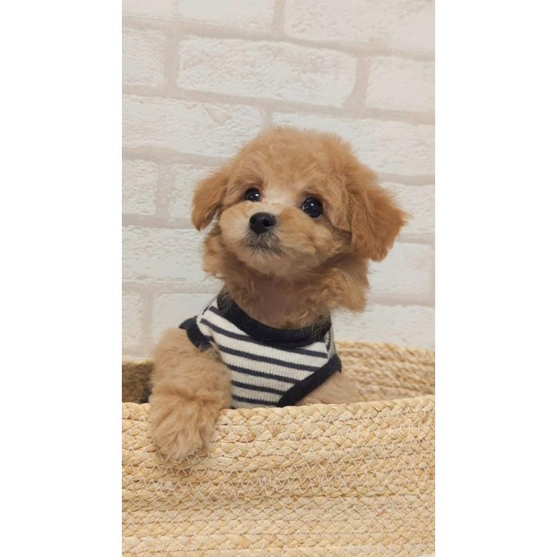 販売中の高知県のタイニープードル-436745の7枚目