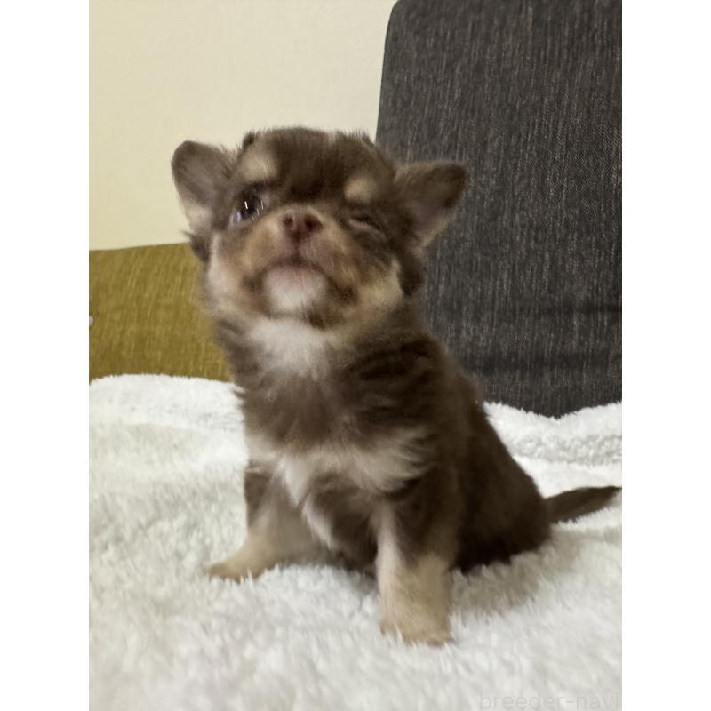 販売中の滋賀県のチワワ(ロングコート)-441035の6枚目