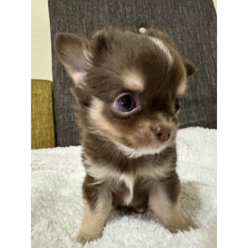 販売中の滋賀県のチワワ(ロングコート)-441035の5枚目