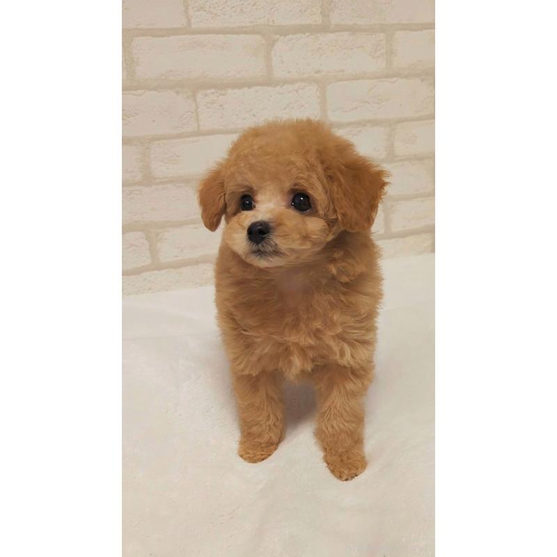 販売中の高知県のタイニープードル-436745の4枚目