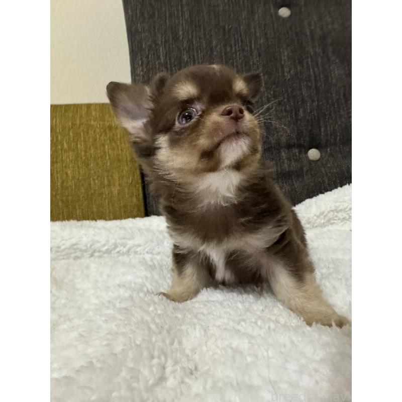 販売中の滋賀県のチワワ(ロングコート)-441035の4枚目