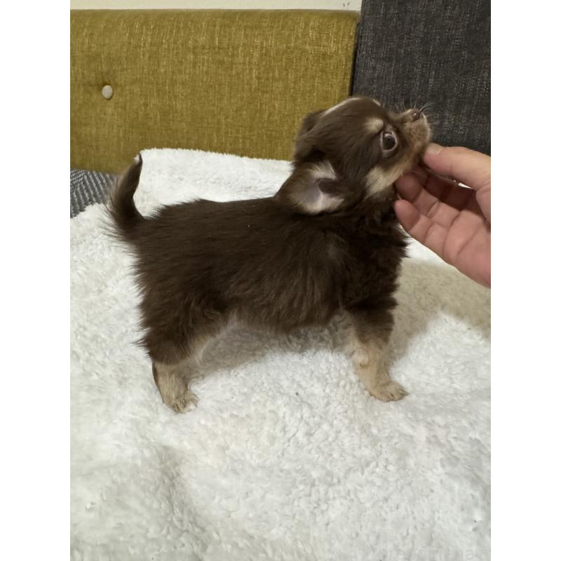 販売中の滋賀県のチワワ(ロングコート)-441035の3枚目