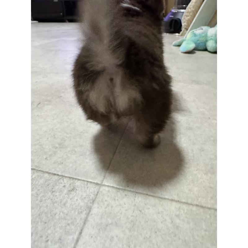 販売中の滋賀県のチワワ(ロングコート)-441035の2枚目