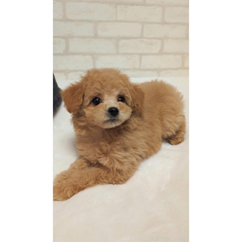 販売中の高知県のタイニープードル-436745の3枚目