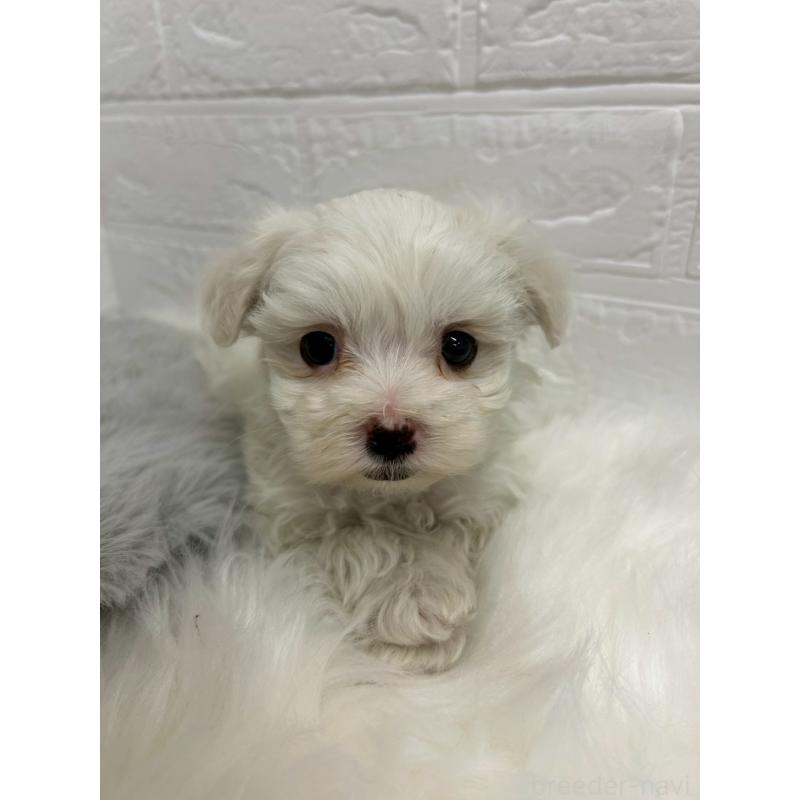 販売中の岡山県のマルチーズ-441036の9枚目