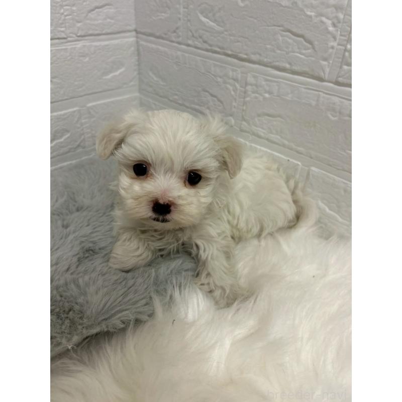 販売中の岡山県のマルチーズ-441036の8枚目