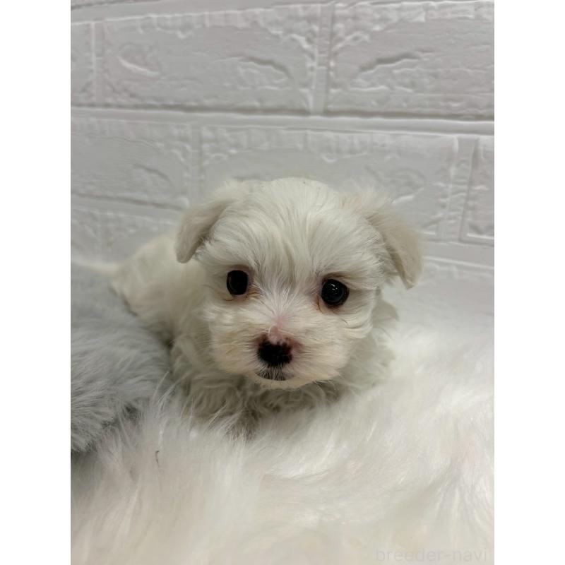 販売中の岡山県のマルチーズ-441036の6枚目