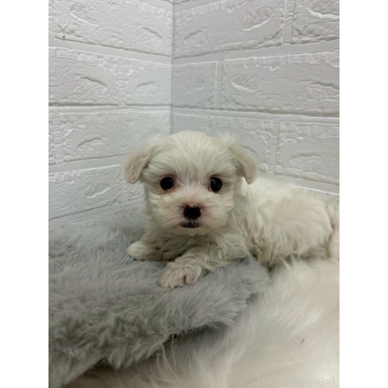 販売中の岡山県のマルチーズ-441036の5枚目