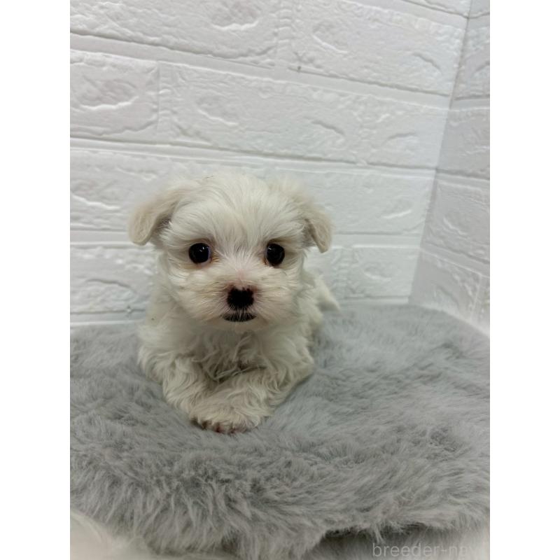 販売中の岡山県のマルチーズ-441036の4枚目