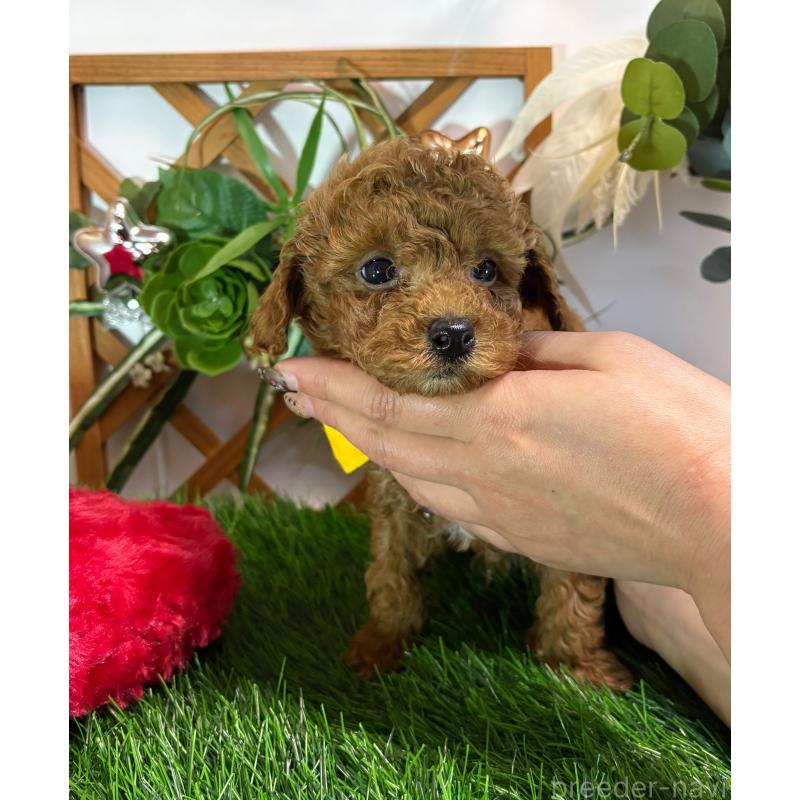 販売中の岐阜県のタイニープードル-441039の4枚目