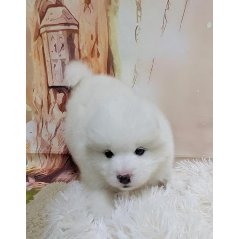 販売中の千葉県のサモエド-438695の11枚目