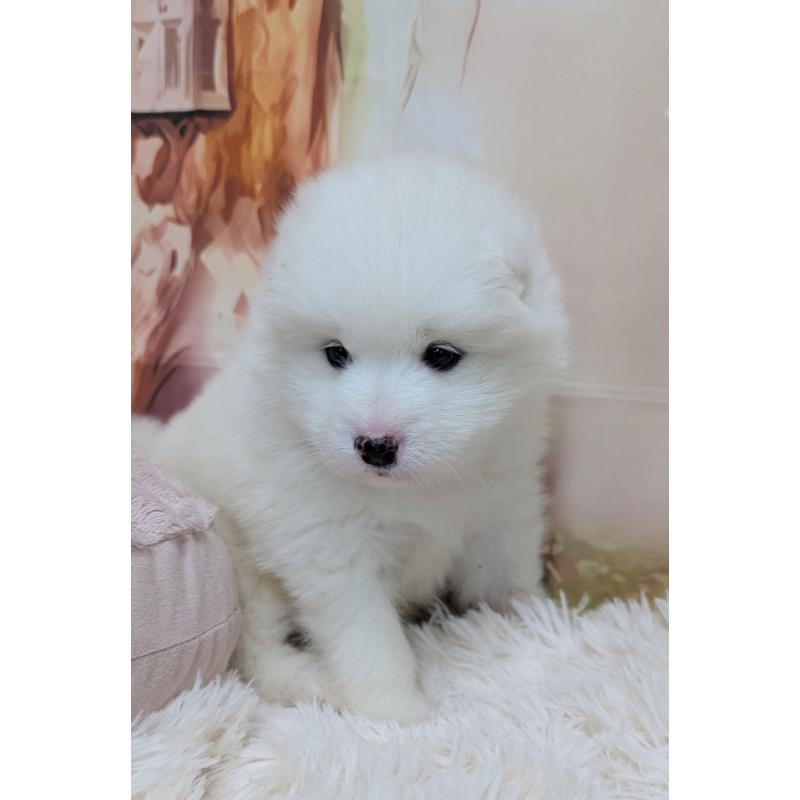 販売中の千葉県のサモエド-438695の9枚目