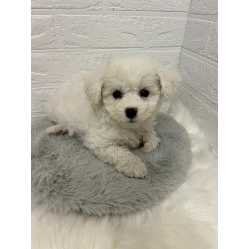 販売中の岡山県のビションフリーゼ-441037の9枚目