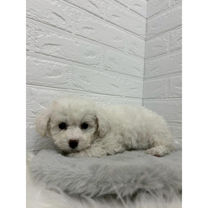 販売中の岡山県のビションフリーゼ-441037の7枚目