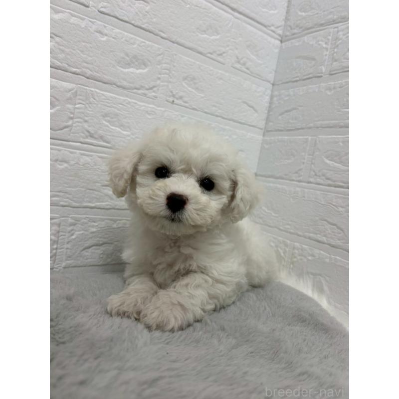 販売中の岡山県のビションフリーゼ-441037の5枚目