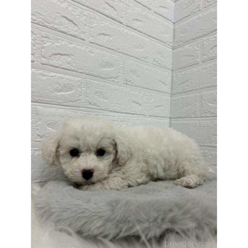 販売中の岡山県のビションフリーゼ-441037の4枚目