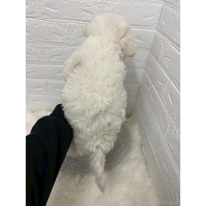 販売中の岡山県のビションフリーゼ-441037の3枚目