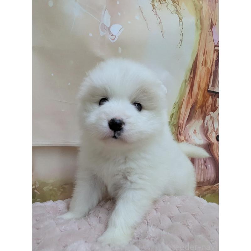 販売中の千葉県のサモエド-438656の10枚目