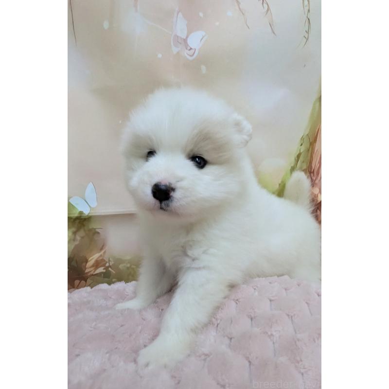 販売中の千葉県のサモエド-438656の9枚目