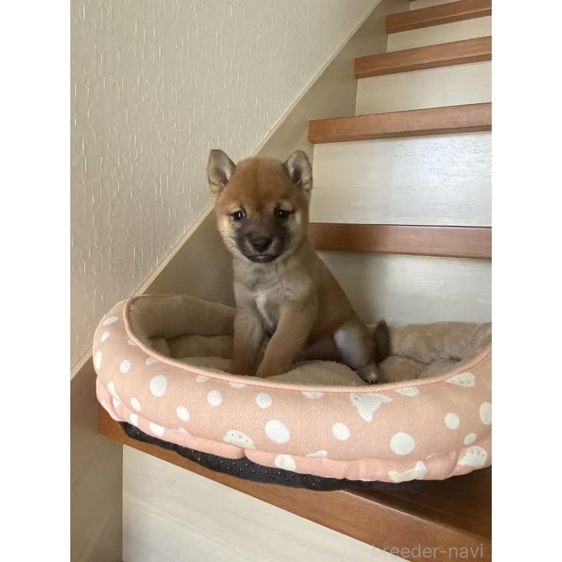 販売中の茨城県の豆柴-435066の7枚目