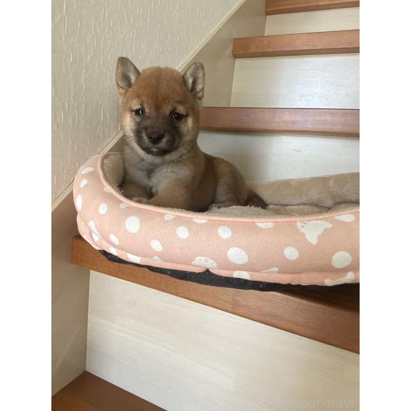 販売中の茨城県の豆柴-435066の6枚目