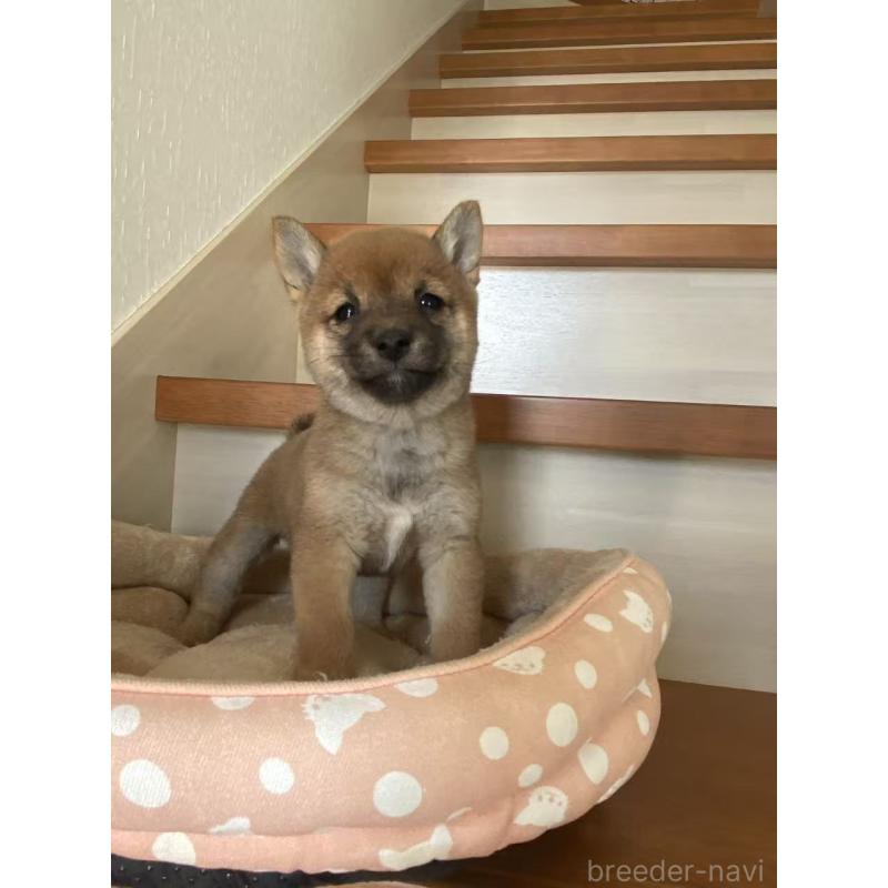 販売中の茨城県の豆柴-435066の5枚目