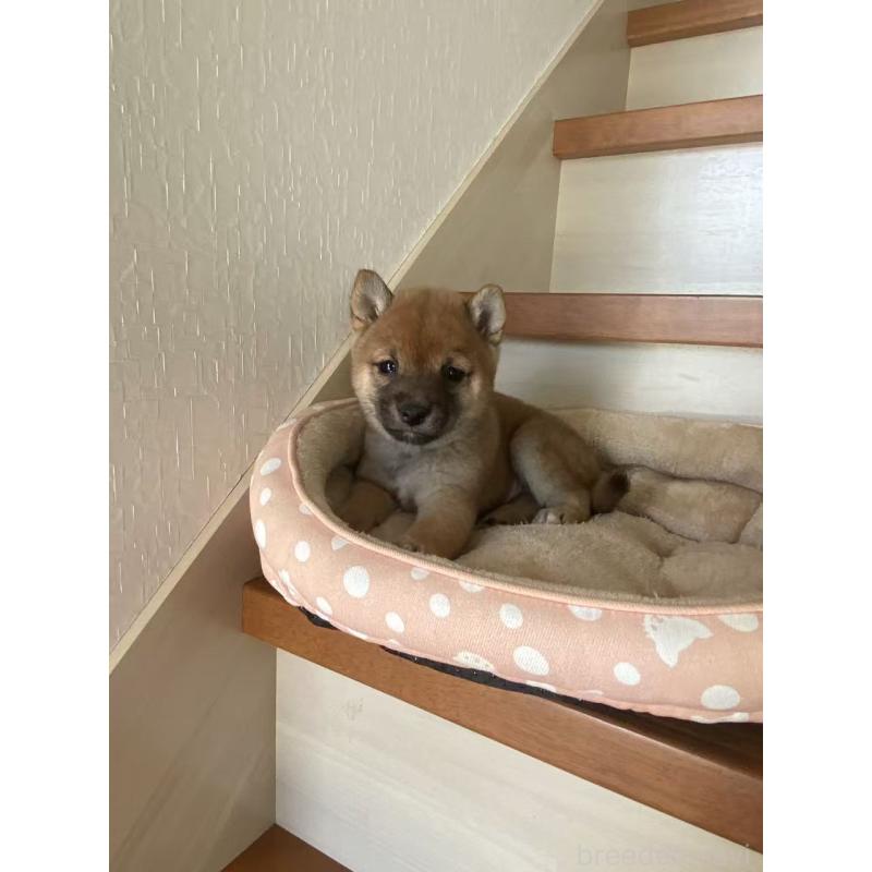 販売中の茨城県の豆柴-435066の3枚目