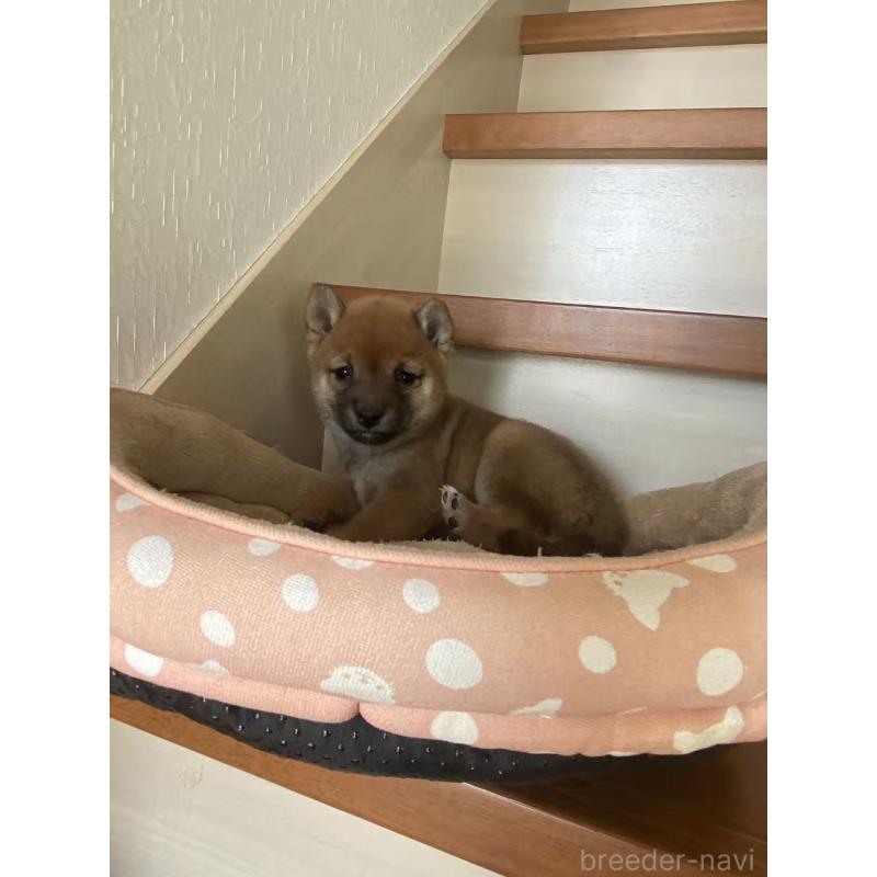 販売中の茨城県の豆柴-435066の2枚目