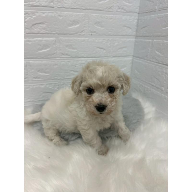 販売中の岡山県のビションフリーゼ-441038の7枚目