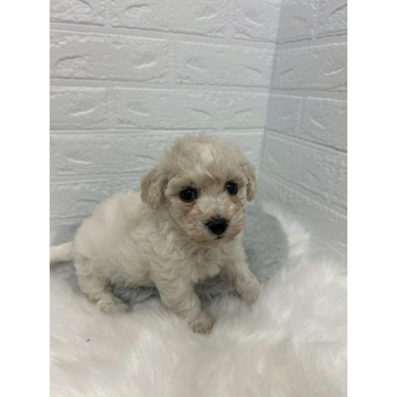 販売中の岡山県のビションフリーゼ-441038の6枚目