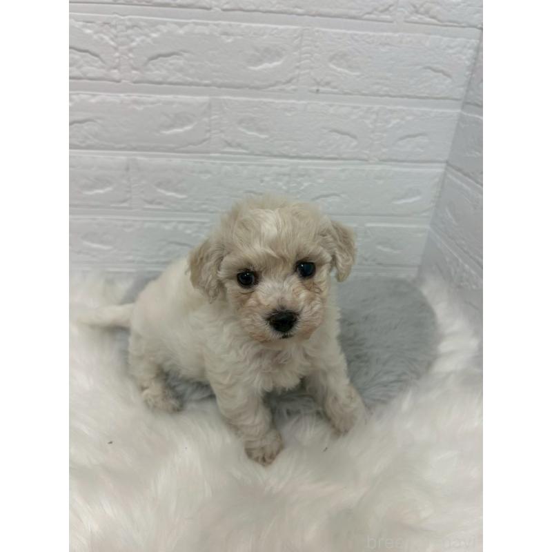 販売中の岡山県のビションフリーゼ-441038の5枚目