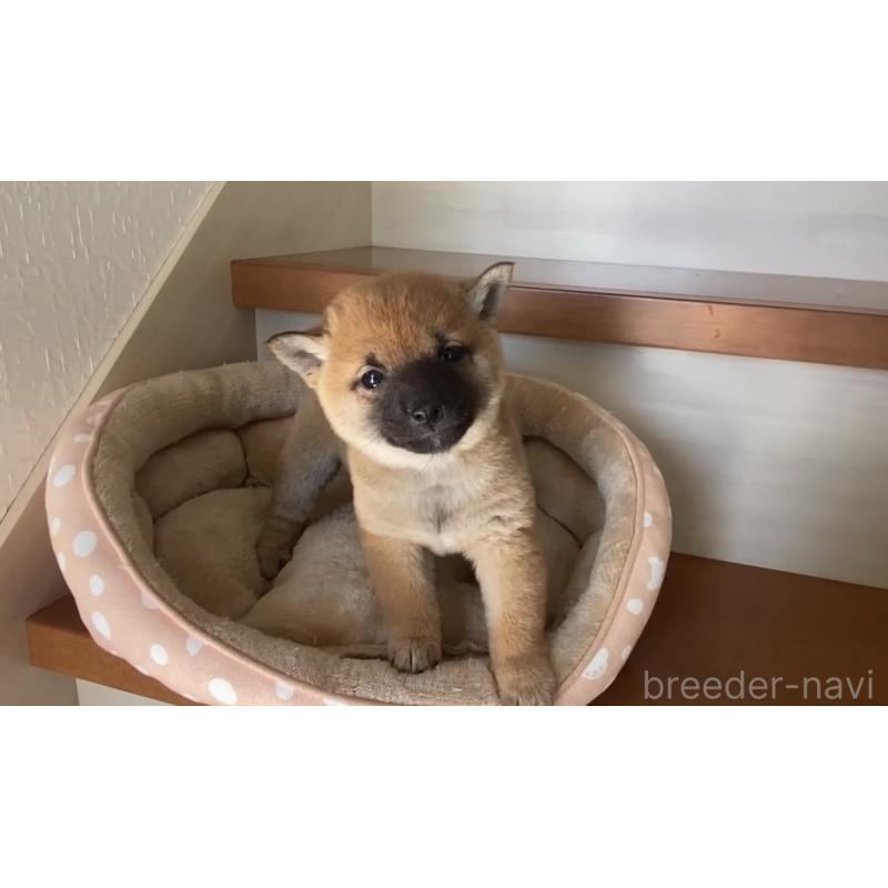 販売中の茨城県の豆柴-435064の6枚目