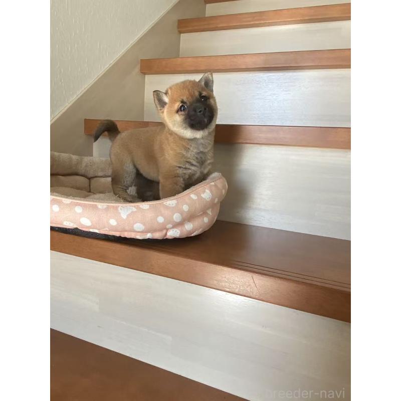 販売中の茨城県の豆柴-435064の5枚目