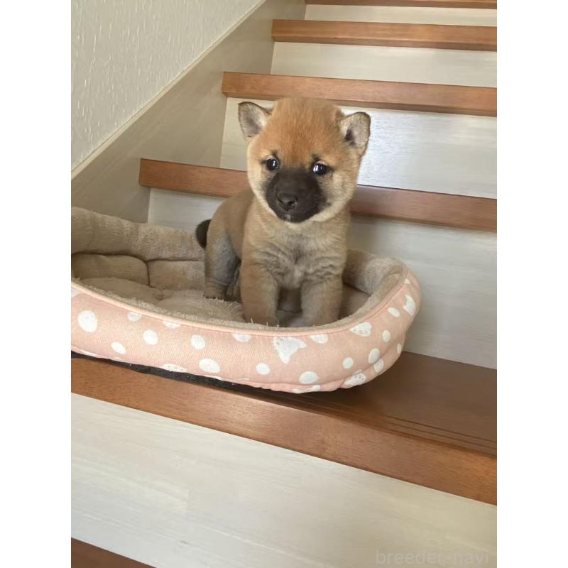 販売中の茨城県の豆柴-435064の4枚目