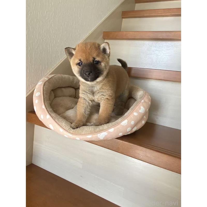 販売中の茨城県の豆柴-435064の3枚目