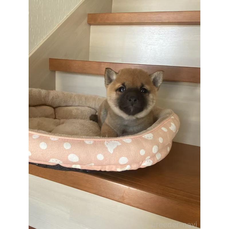 販売中の茨城県の豆柴-435064の2枚目