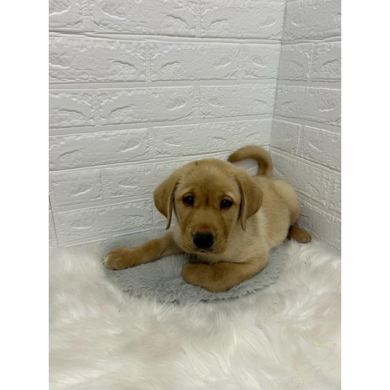 販売中の岡山県のラブラドールレトリーバー-441040の7枚目