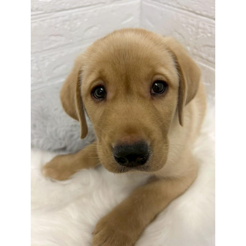 販売中の東京都のラブラドールレトリーバー-441041の12枚目