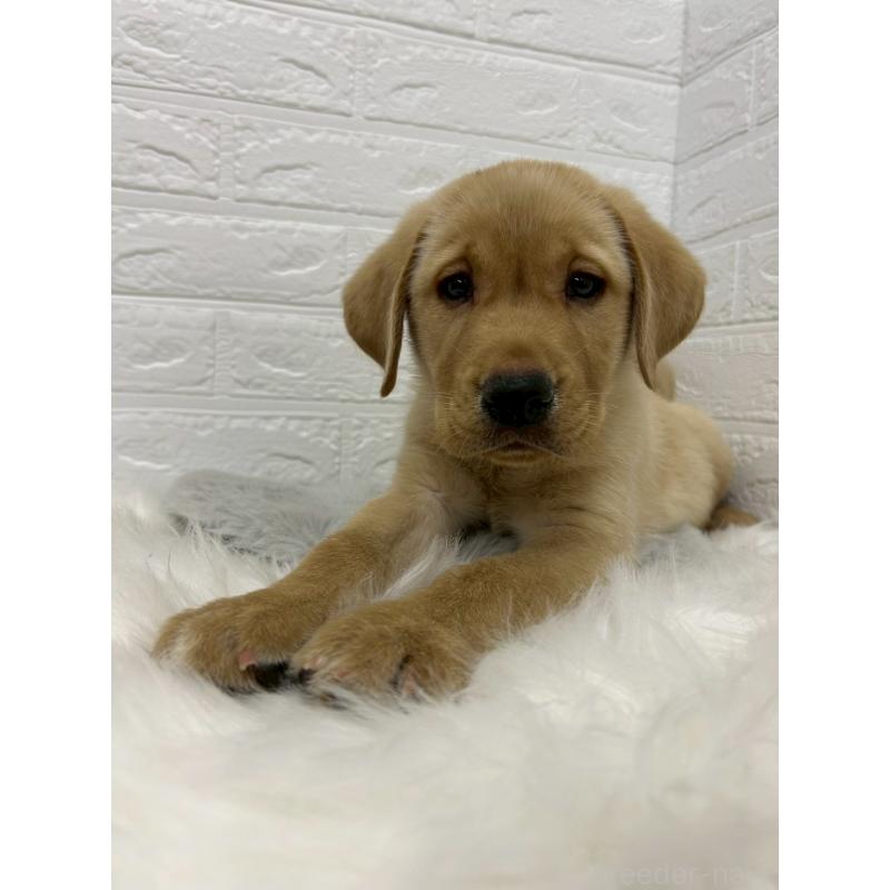 販売中の東京都のラブラドールレトリーバー-441041の11枚目