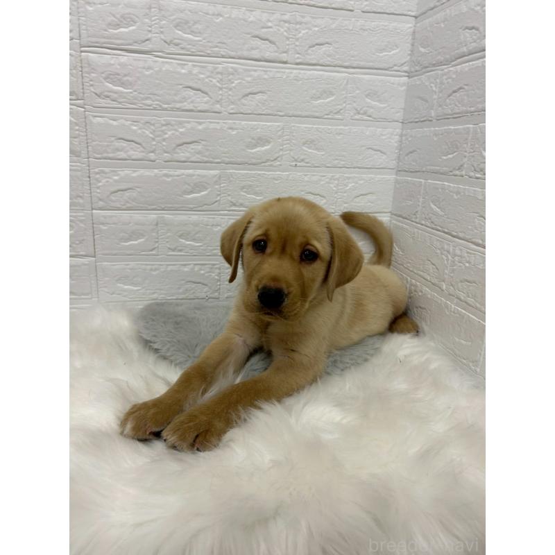 販売中の東京都のラブラドールレトリーバー-441041の10枚目