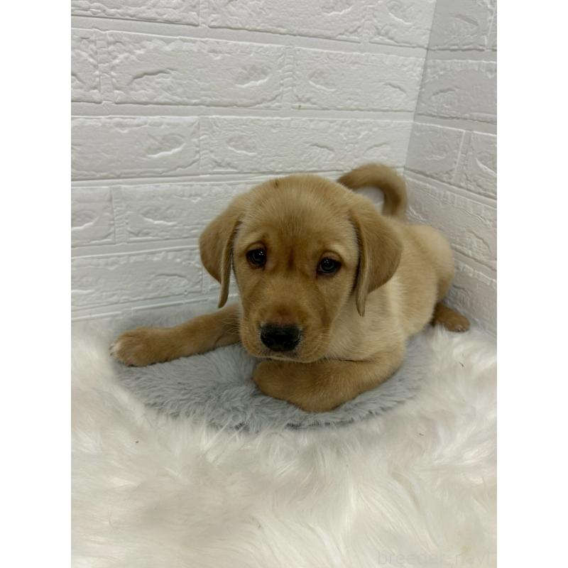 販売中の東京都のラブラドールレトリーバー-441041の8枚目