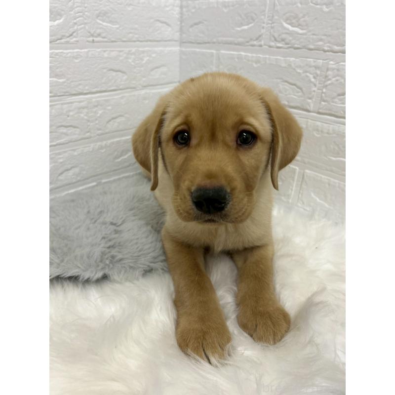 販売中の東京都のラブラドールレトリーバー-441041の7枚目