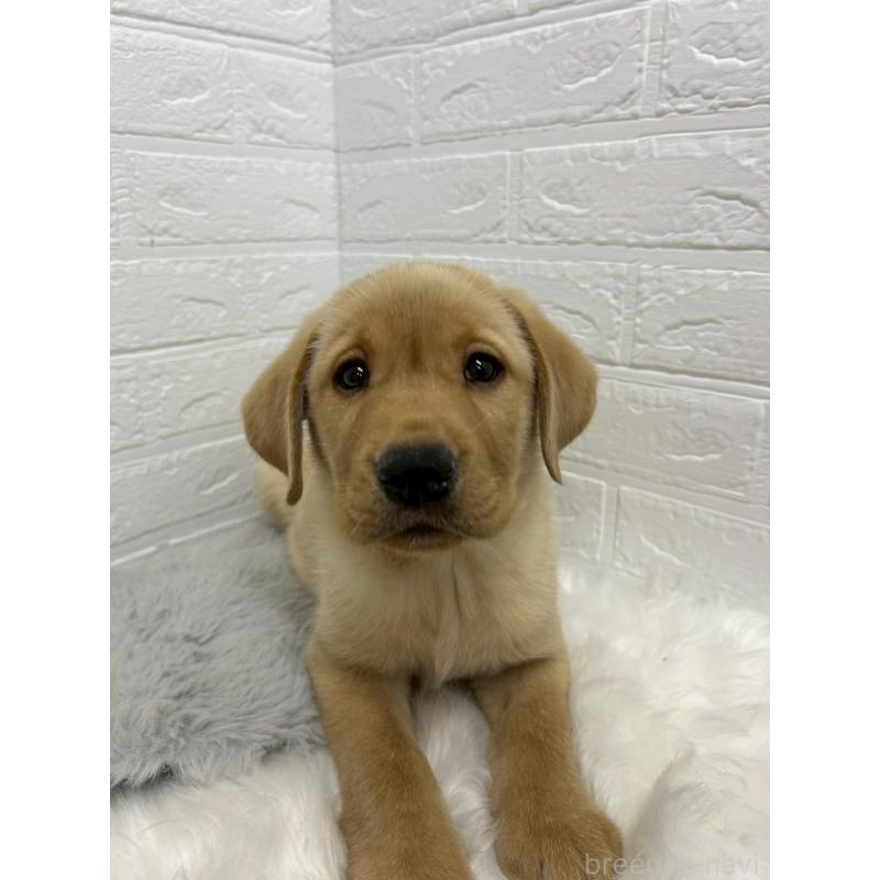 販売中の東京都のラブラドールレトリーバー-441041の6枚目