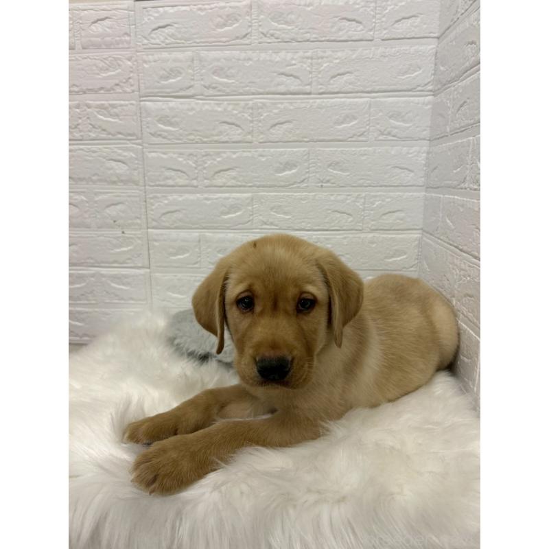 販売中の東京都のラブラドールレトリーバー-441041の5枚目