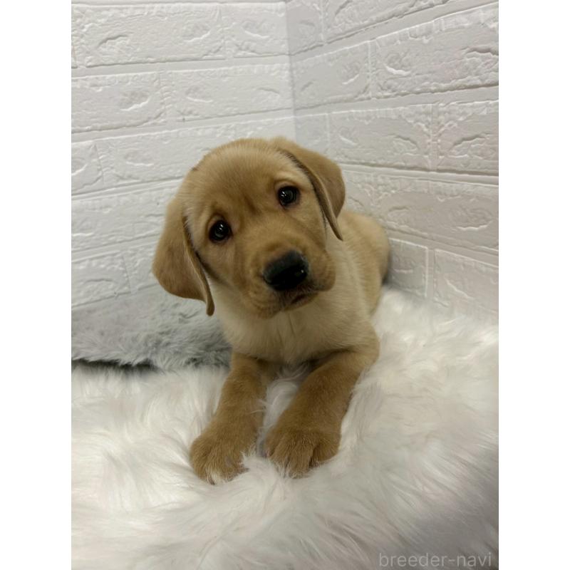 販売中の東京都のラブラドールレトリーバー-441041の4枚目