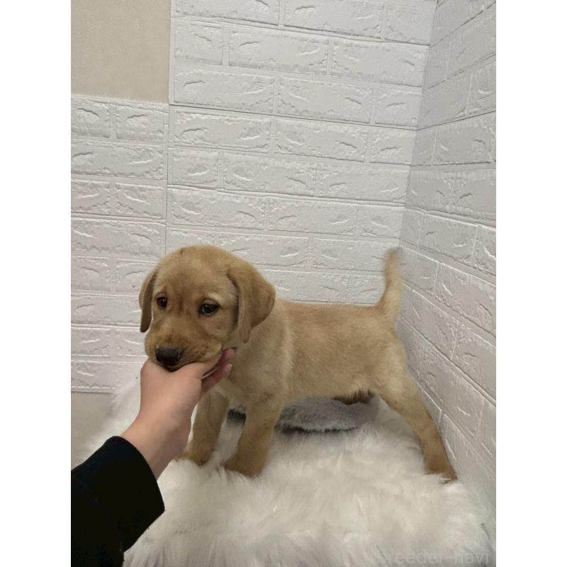 販売中の東京都のラブラドールレトリーバー-441041の2枚目