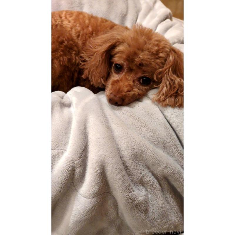 あずきちゃん1枚目