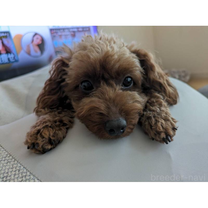 あずきちゃん1枚目