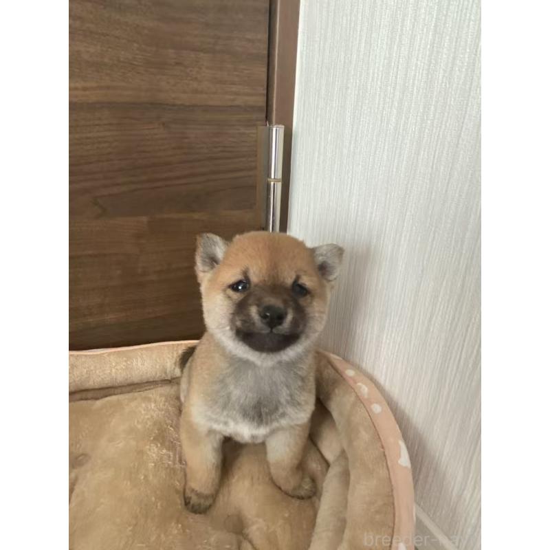 販売中の茨城県の豆柴-435067の8枚目