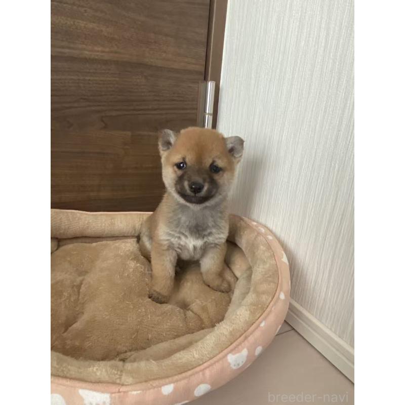 販売中の茨城県の豆柴-435067の7枚目